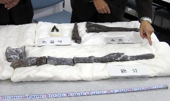 丹波地域で見つかった大型草食恐竜の肋骨とみられる化石（手前）＝３日午後、兵庫県三田市の県立人と自然の博物館（産経新聞より）