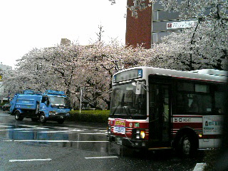 冷たい雨の中、桜は満開