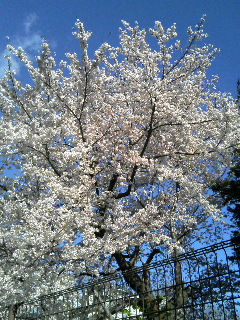 近所の公園の桜。満開です