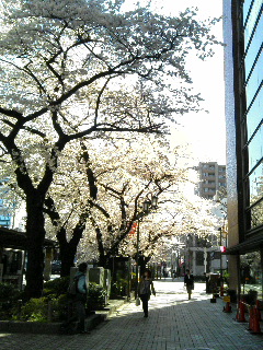 駅前の桜。逆光で朝日に桜が輝いてきれいだったのですが…